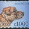 Border terrier - Ghana