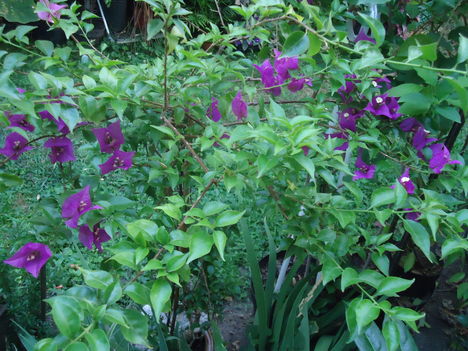 Bougainvillea, lila murvafürt