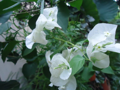 Fehér bougainvillea, - murvafürt