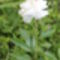 fehér pünkösdi rózsa 1