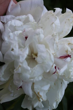 fehér pünkösdi rózsa 2