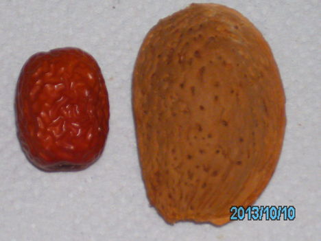 Jujuba termése egy közepes mandulához viszomyítva