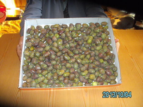 Mini kiwi termés 2013.
