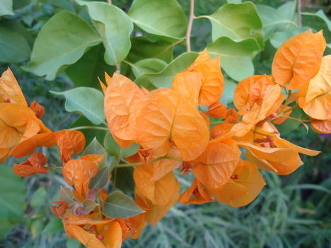 Narancssárga murvafürt
