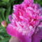 rózsaszín pünkösdi rózsa 2