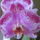 Phalaenopsis1_1756443_3820_t