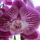 Phalaenopsis2_1756444_4775_t