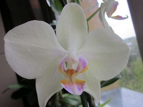 Phalaenopsis3