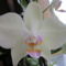 Phalaenopsis3