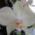 Phalaenopsis3_1756448_2164_t