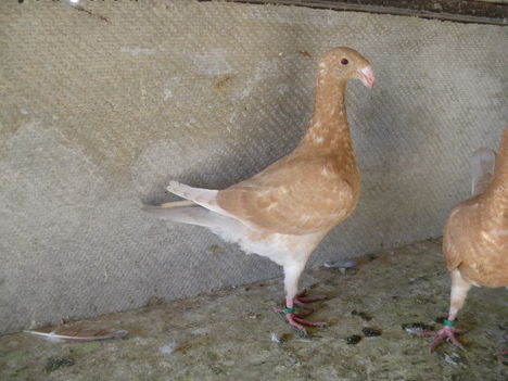 IMGP3033