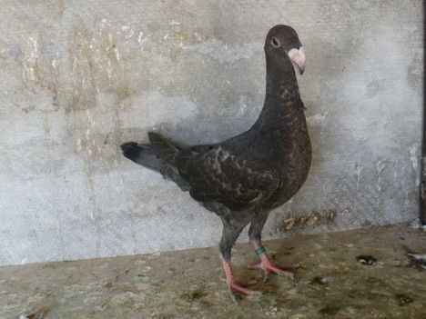 IMGP3048