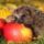 Szep_estet__mindenkinek_1757587_8197_t