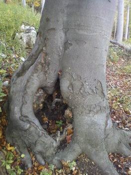 Korhadó fa