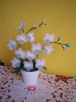 Orchidea ajándékba