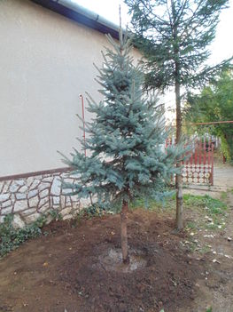 3 m ezüstfenyő átültetése a kertembe. 1