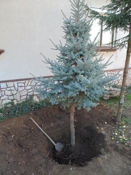 3 m ezüstfenyő átültetése a kertembe. 3