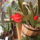 Mar_a_telelohelyen_ujbol_viragzik_1759537_9565_t