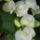 Begonia-007_175048_45817_t