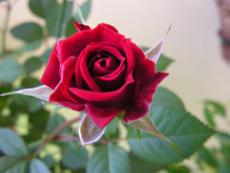 egy szál vörös rózsa