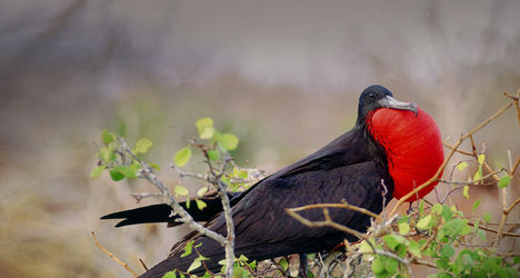 FrigateBird_ROW66482413