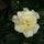 Gardenia_viragja_175047_63376_t