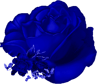 kék rozsa