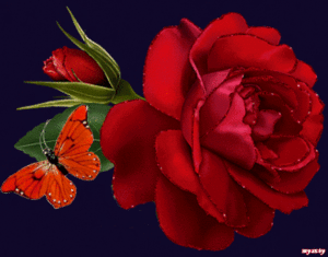 legyen szép napod vörös rózsával és lepkével
