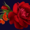 legyen szép napod vörös rózsával és lepkével