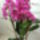 Orchidea_175920_16711_t