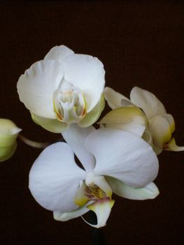 Orchidea   Bettitől !