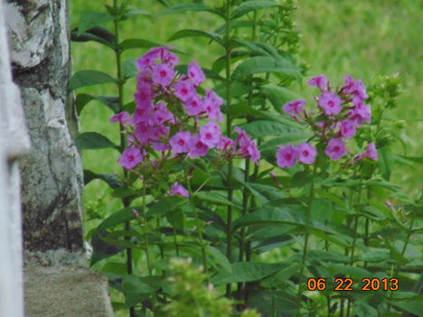 Phlox. ( bugás lángvirág.)