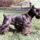 Schnauzer_black_1750291_3407_t