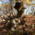 Rezi_var_tura_2_1761091_5905_t