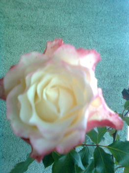 cirmos rózsa