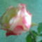 cirmos rózsa 2.