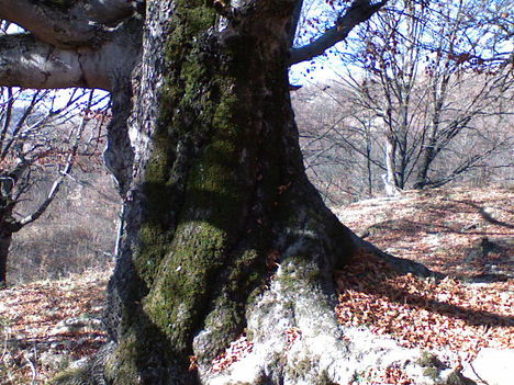 Öreg bükkfa