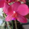 Phalaenopsis hibrid