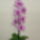 Orchidea-004_1764857_9344_t