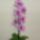 Orchidea-005_1764866_1684_t