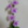 Orchidea-006_1764867_9018_t