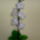 Orchidea-008_1764861_3114_t