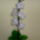 Orchidea-009_1764870_4328_t