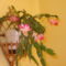 Virágaim. 2Karácsonyi kaktusz.