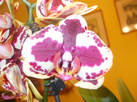 Virágaim. 4Lepke orchidea.