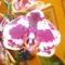 Virágaim. 4Lepke orchidea.