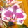 Viragaim_4lepke_orchidea_1764067_5511_t