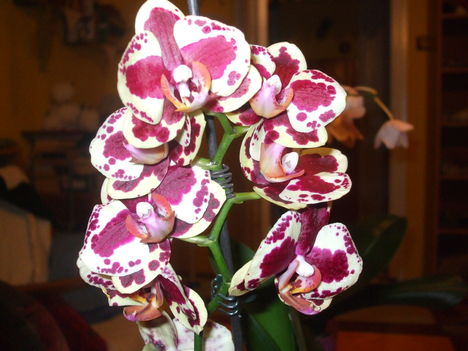 Virágaim. 5Lepke orchidea