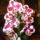 Viragaim_5lepke_orchidea_1764068_4365_t