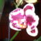 Virágaim. 6Lepke orchidea.